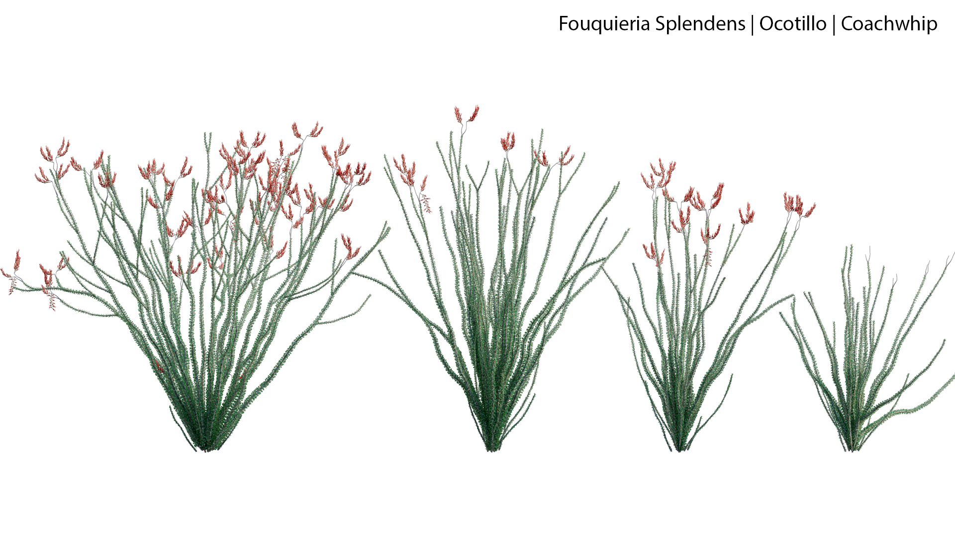 Fouquieria-splendens-04