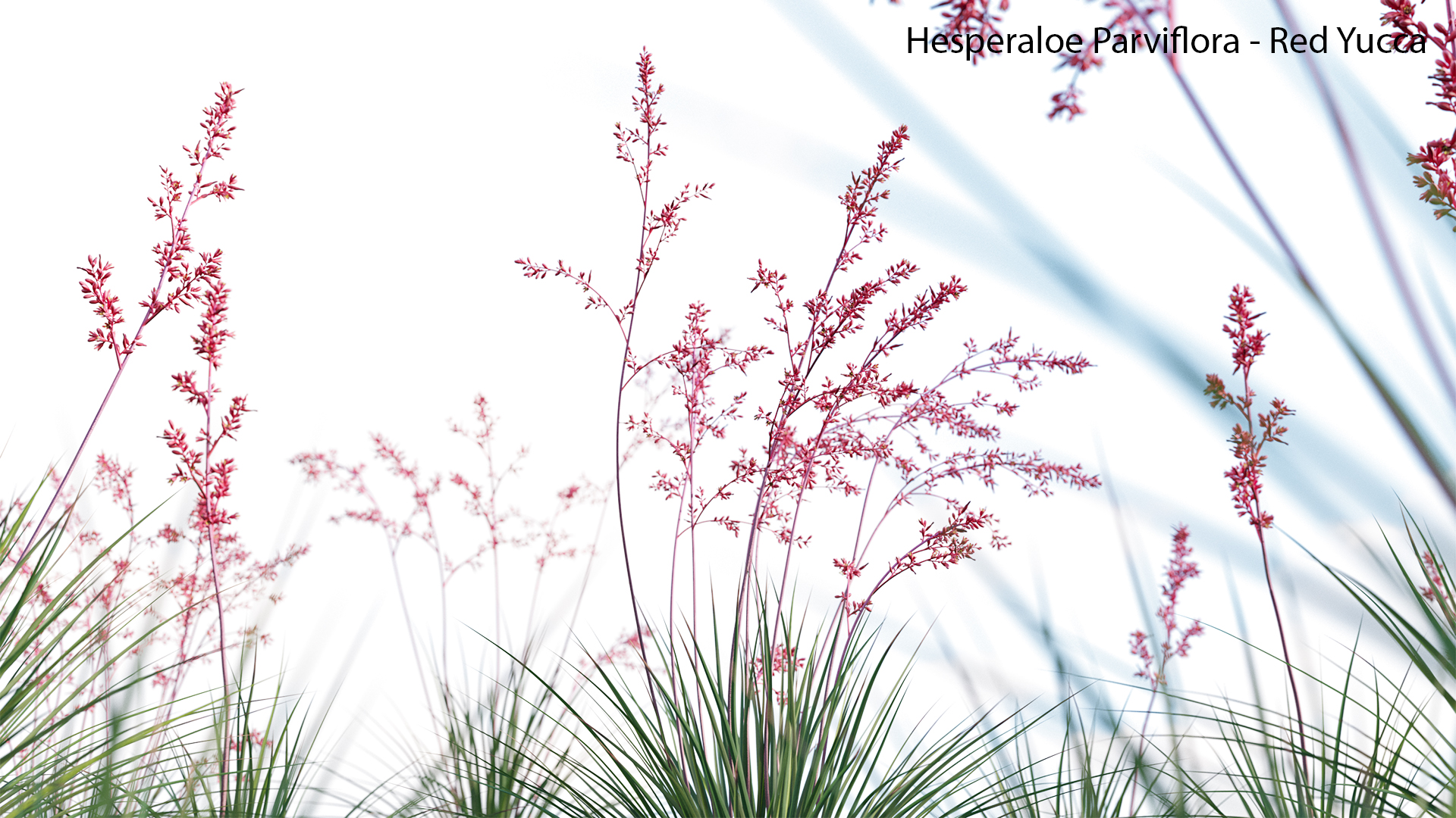 Hesperaloe-Parviflora-04