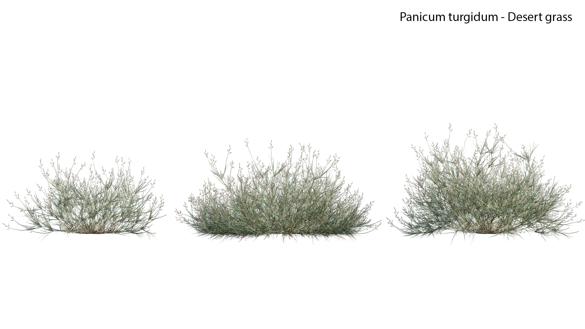 Panicum turgidum-Desert grass-01