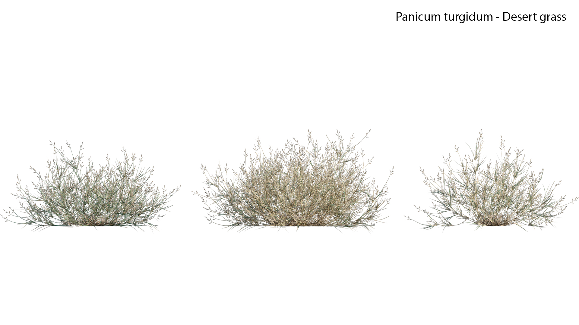Panicum-turgidum-Desert grass-02