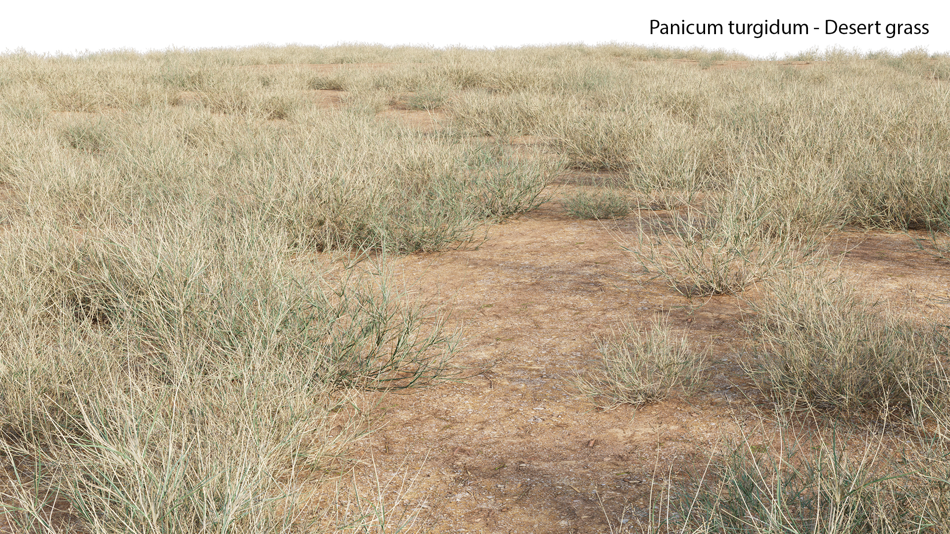 Panicum turgidum-Desert grass-05