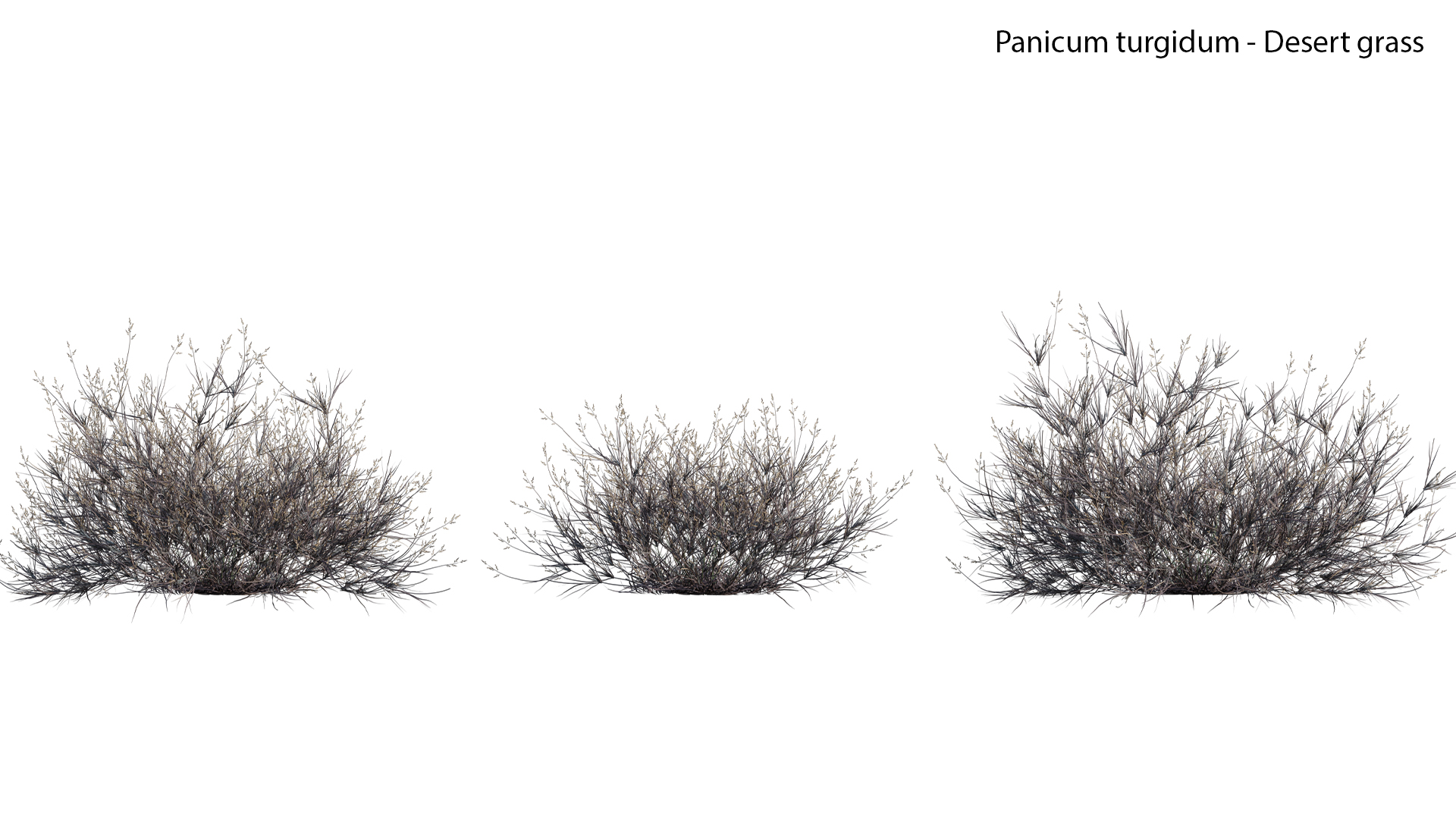 Panicum turgidum-Desert grass-03