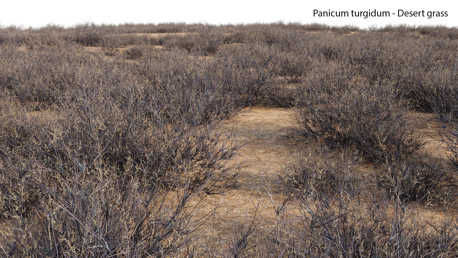 Panicum turgidum-Desert grass-04