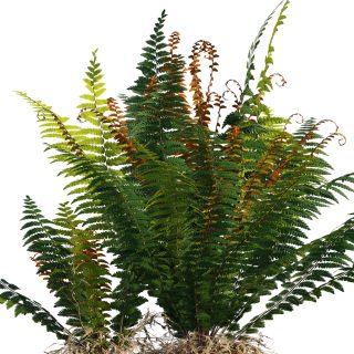 Ferns