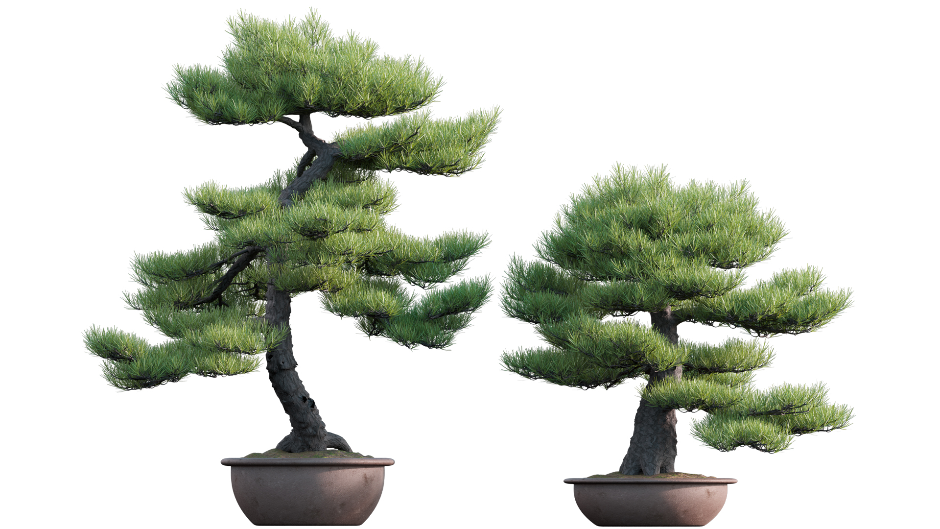 Pinus sylvestris - Scotch Pine - Pine bonsai - 02