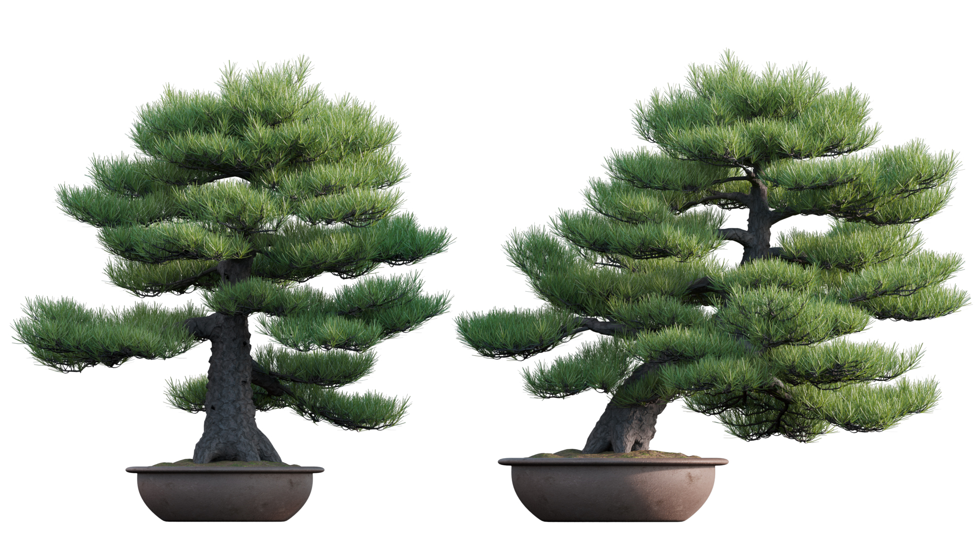 Pinus sylvestris - Scotch Pine - Pine bonsai - 03