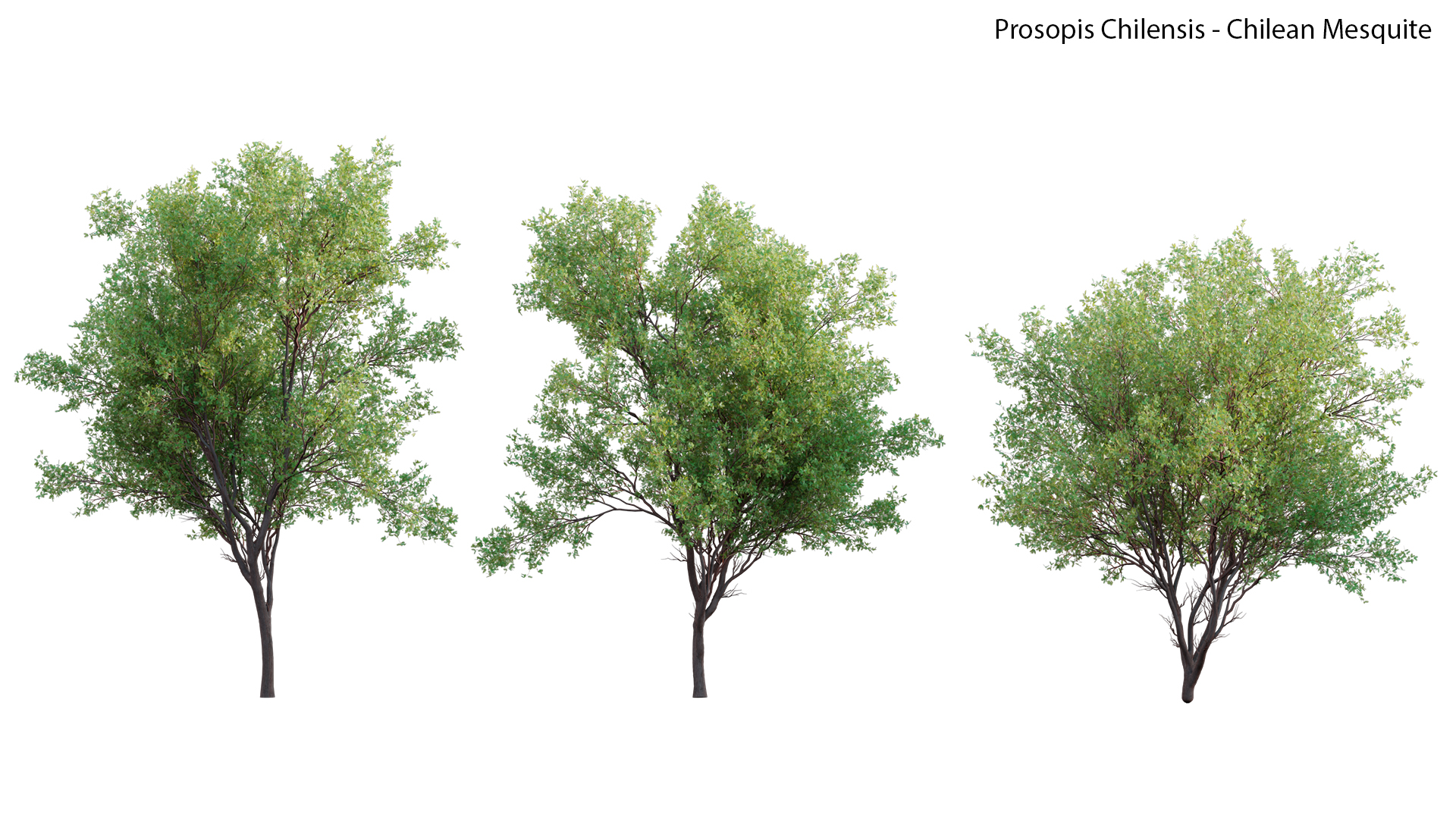 Prosopis Chilensis - Chilean Mesquite - Group 01