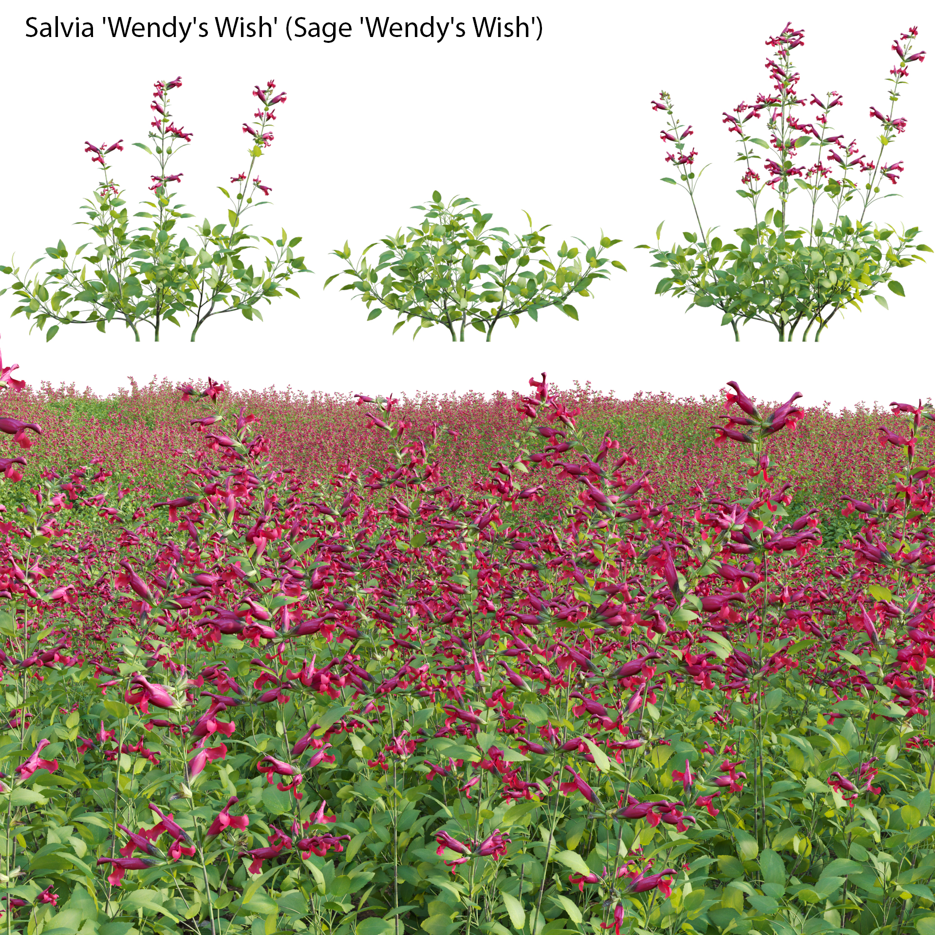 Salvia 'Wendy's Wish'