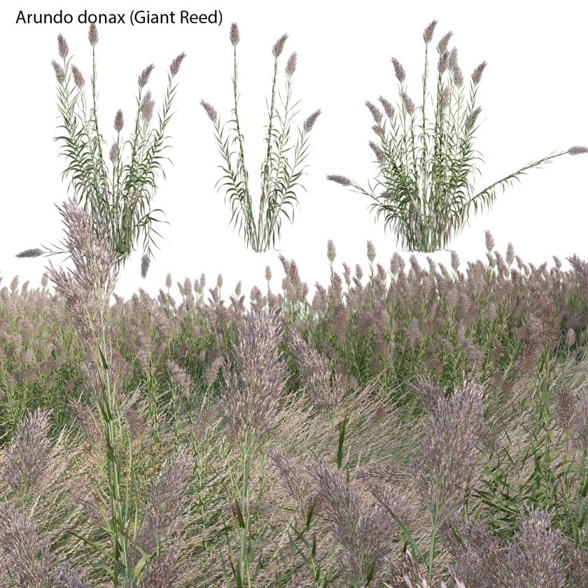Arundo donax Giant Reed Spanish Reed 02 (3D Model) 3DTree