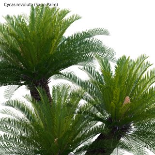 Palms-Cycads