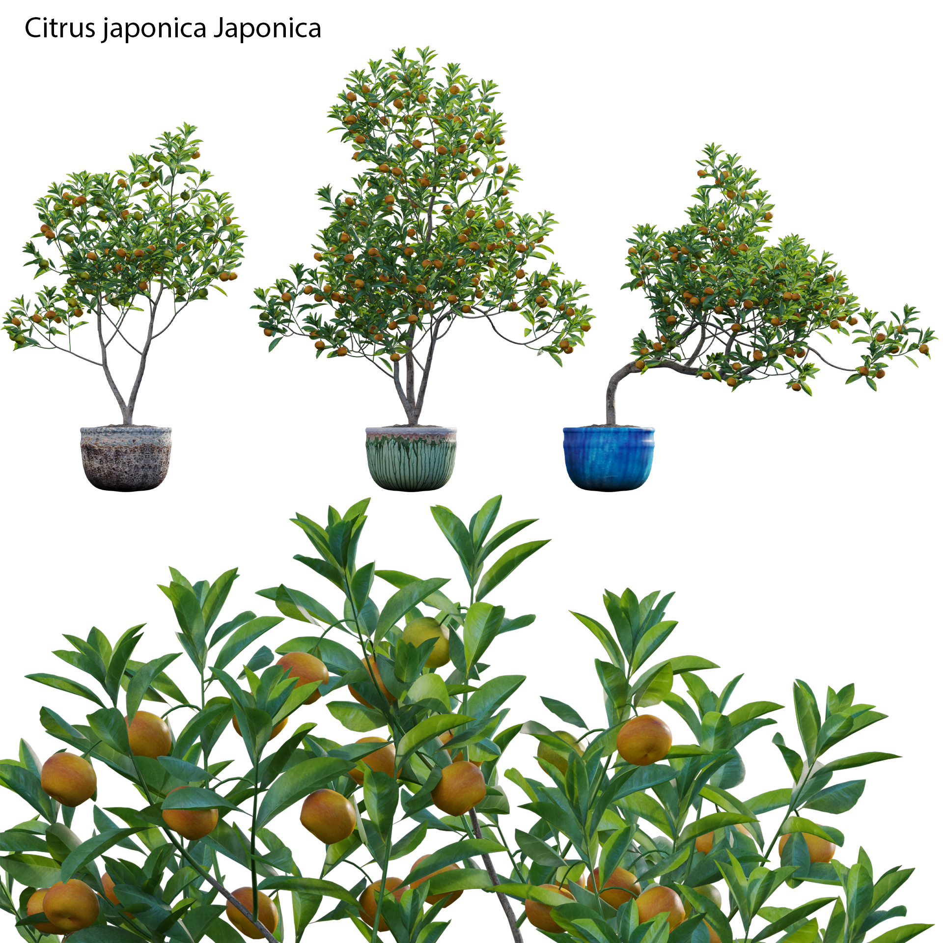 Citrus japonica Japonica