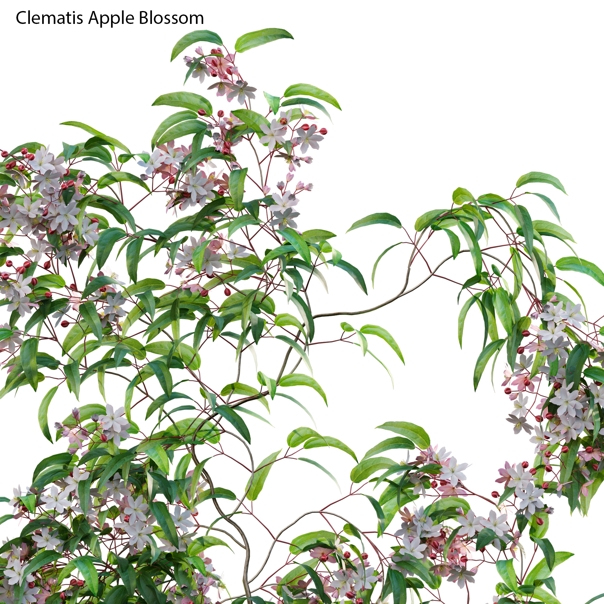 Clematis Apple Blossom 02 (3D model)