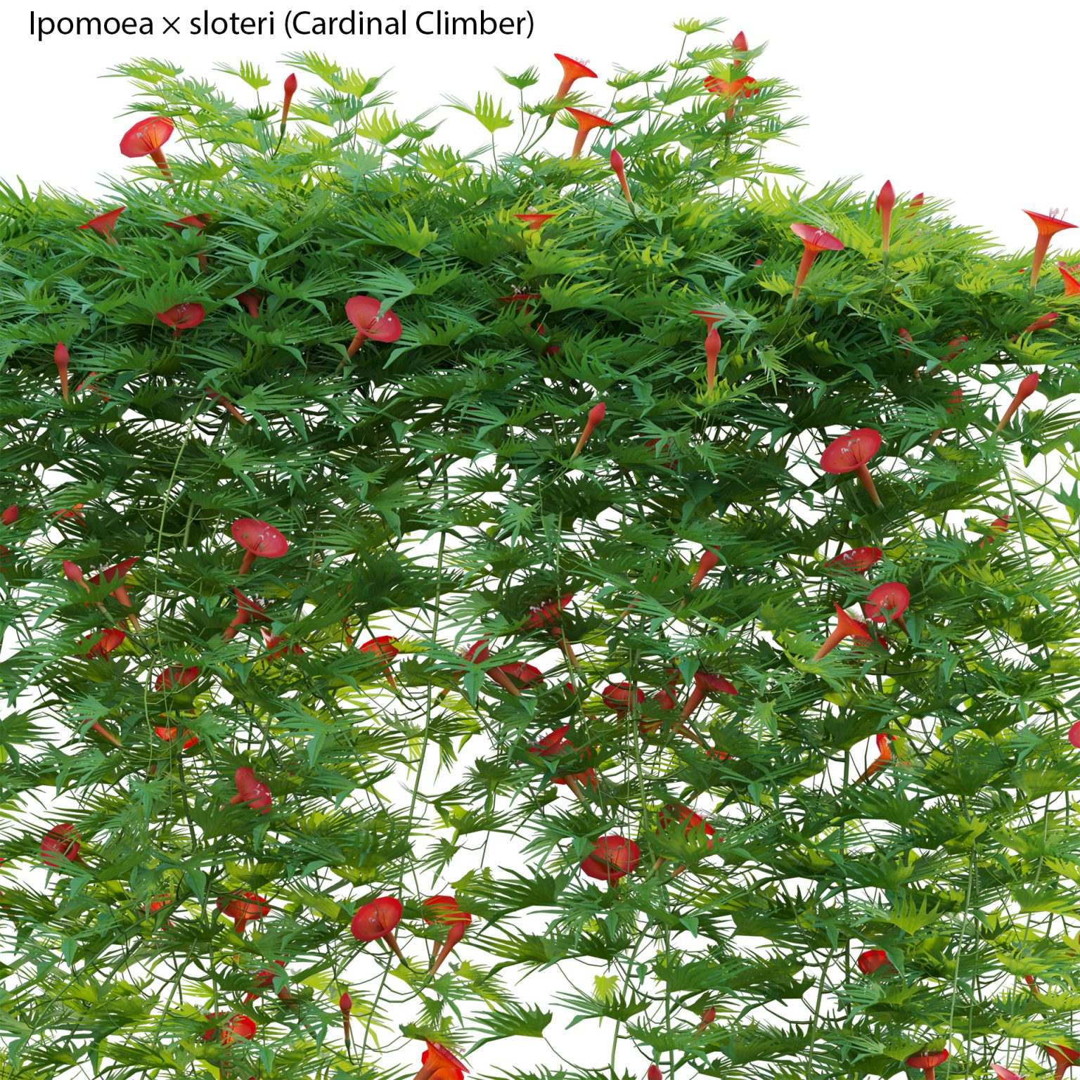 Cardinal Climber Ipomoea Sloteri Morning Glory 8 Seeds - Foto 8