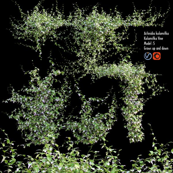 Actinidia kolomikta - Variegated Kiwi Vine (3D model) - 3DTree