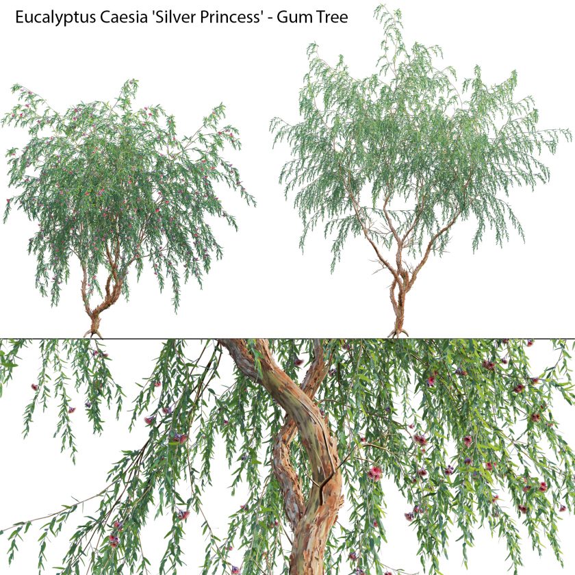 Eucalyptus Caesia Silver Princess - Gum Tree (3D Model) - 3DTree