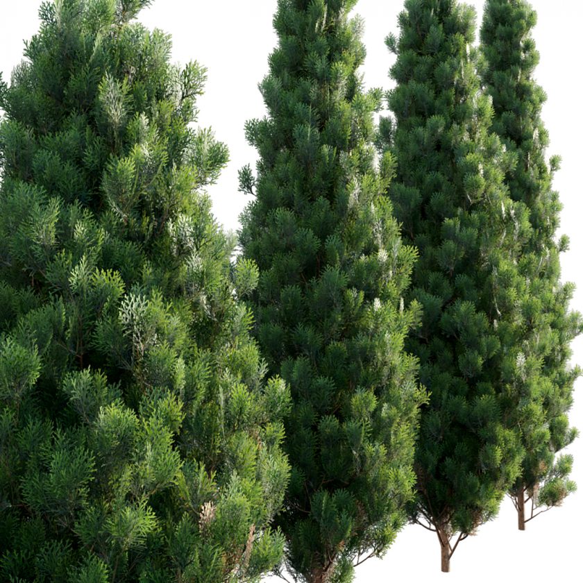 Platycladus orientalis - Biota orientalis (3d model) - 3DTree