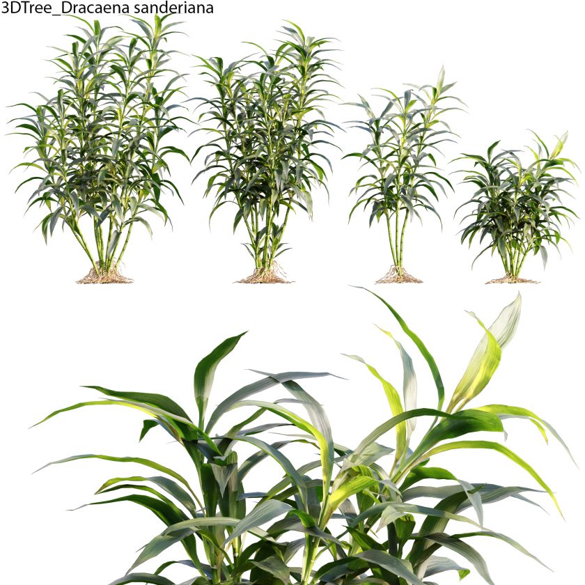 Dracaena Sanderiana 3D Model 3DTree   3DTree Dracaena Sanderiana 01 00 840x840 