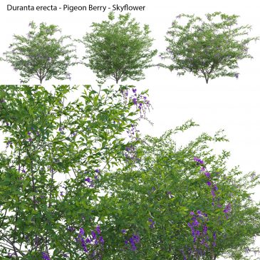 Duranta erecta - Pigeon Berry - Skyflower (3D Model)