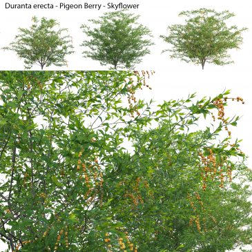 Duranta erecta - Pigeon Berry - Skyflower 02 (3D Model)