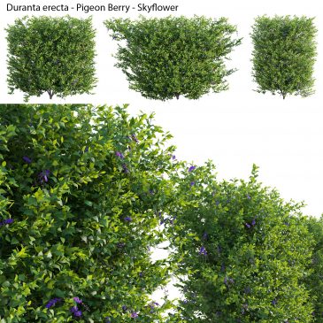 Duranta erecta - Pigeon Berry - Skyflower 03 (3D Model)