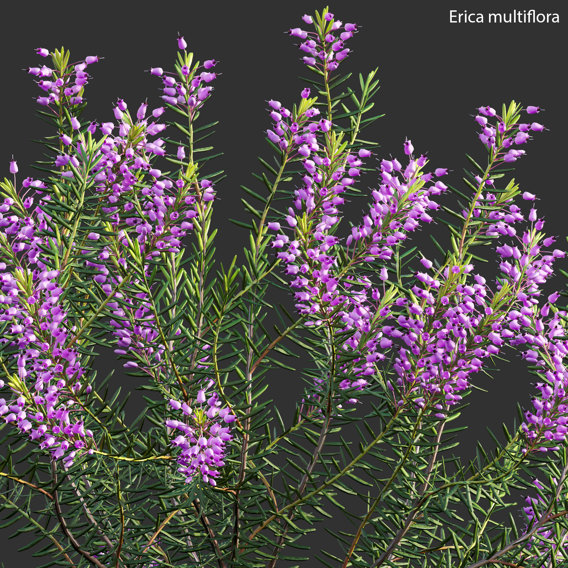 Erica multiflora - Mediterranean Heath - Erica flowers