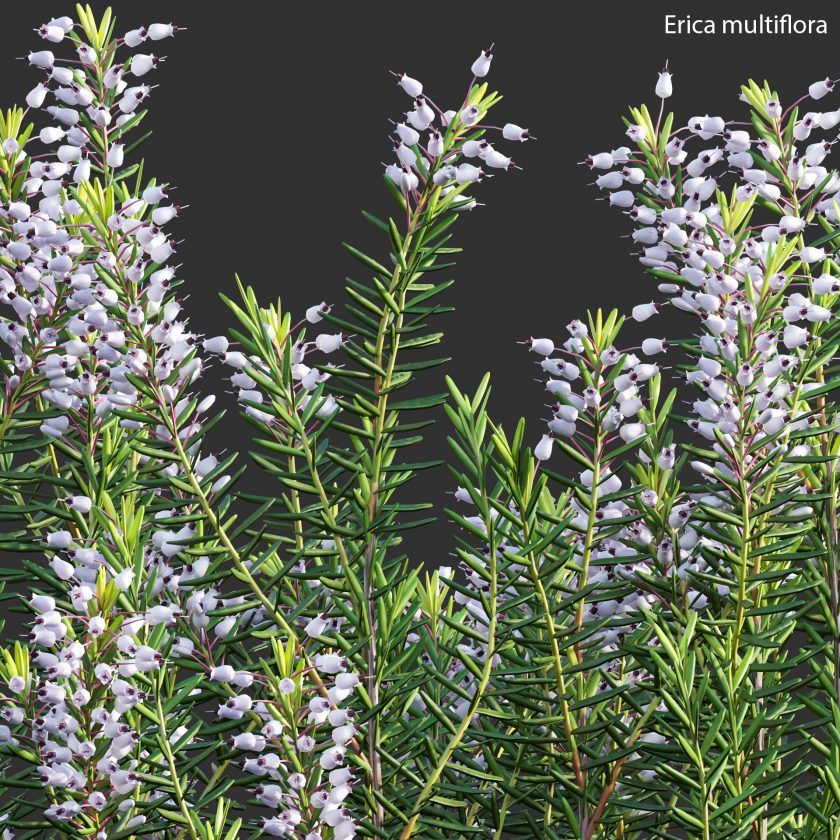 Erica multiflora - Mediterranean Heath - Erica flowers (3D Model) - 3DTree