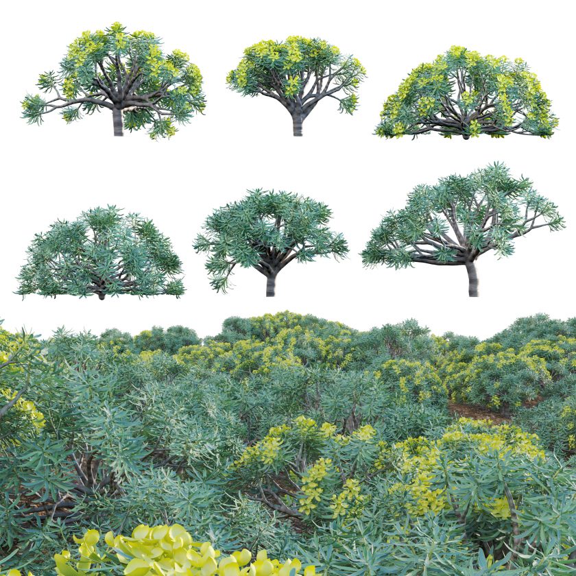 3dtree Euphorbia regis-jubae - Euphorbiaceae (3D model) - 3DTree