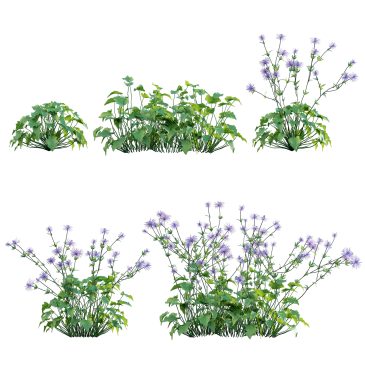 Eryngium alpinum - Sea Holly (3d model)