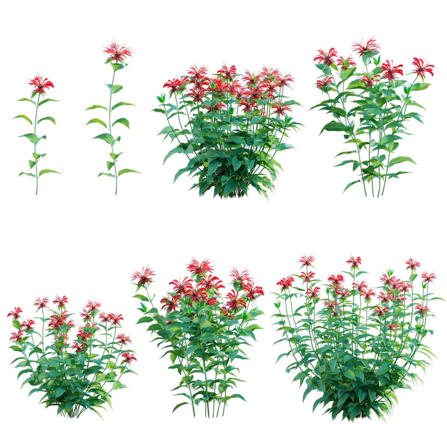 Monarda didyma - Bee Balm - Bergamot (3D Model) - 3DTree