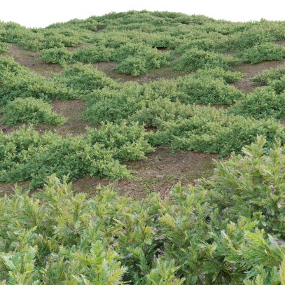 Ground Cover