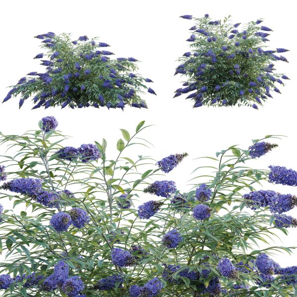 Buddleia - Butterfly Bush 02 (3D Model)