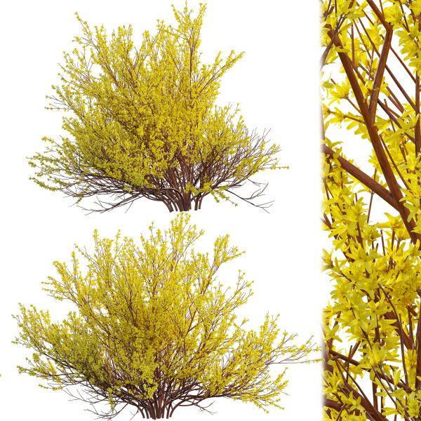 Forsythia Suspensa - Weeping Forsythia (3D Model)