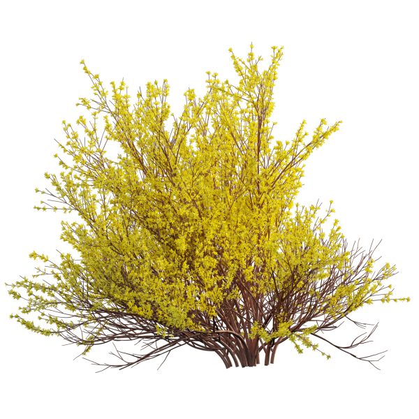 Forsythia Suspensa - Weeping Forsythia (3D Model) - Image 4