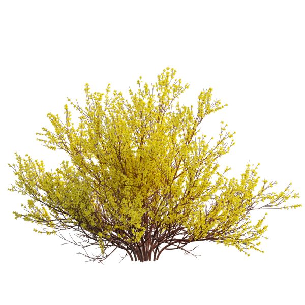 Forsythia Suspensa - Weeping Forsythia (3D Model) - Image 3