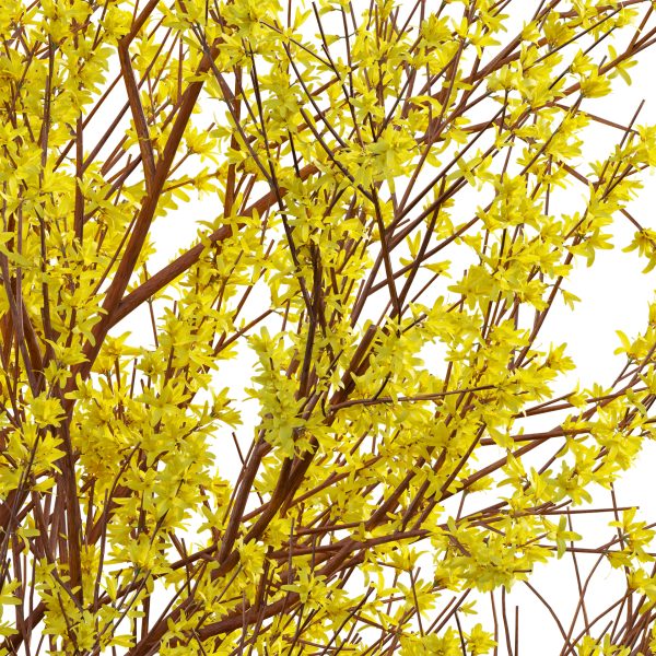 Forsythia Suspensa - Weeping Forsythia (3D Model) - Image 2