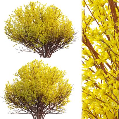 Forsythia Suspensa – Weeping Forsythia 02 (3D Model)