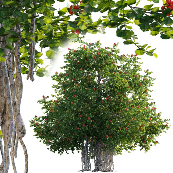 Ilex aquifolium – Holly 02 (3D Model)