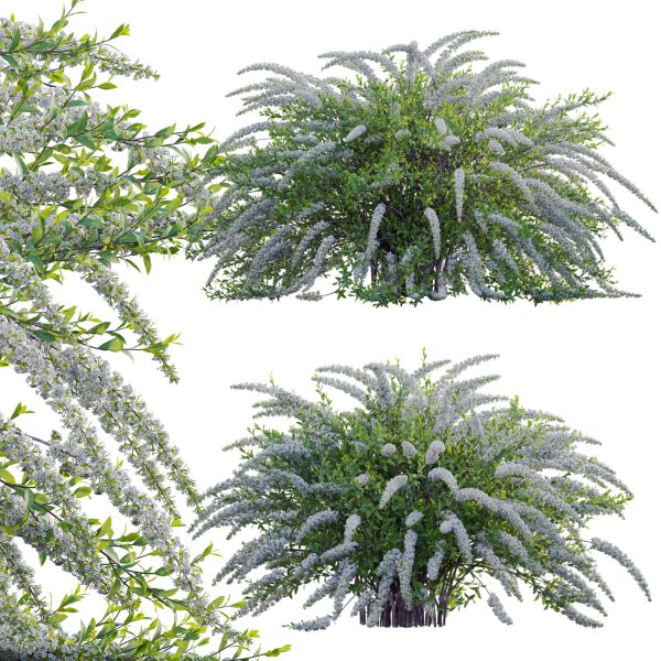 Spiraea Grefsheim - Garland Spiraea 01 (3D Model)