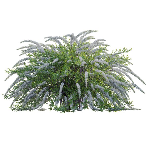 Spiraea Grefsheim - Garland Spiraea 01 (3D Model) - Image 3