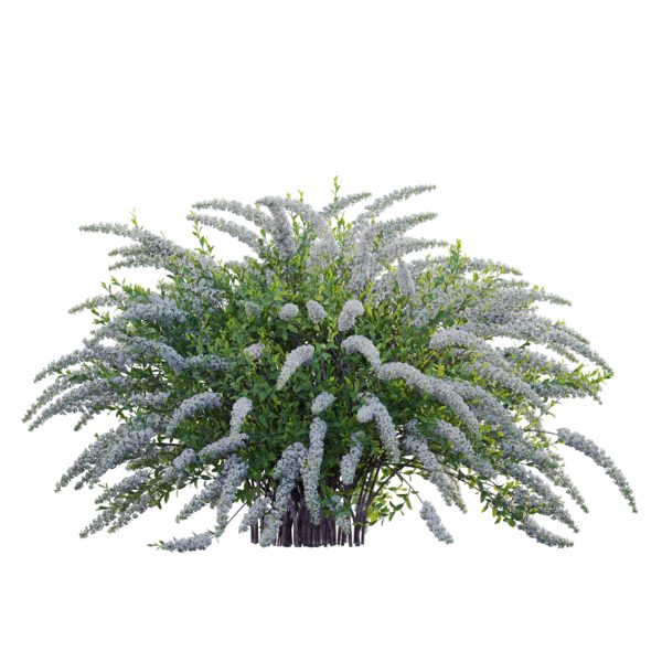 Spiraea Grefsheim - Garland Spiraea 01 (3D Model) - Image 2