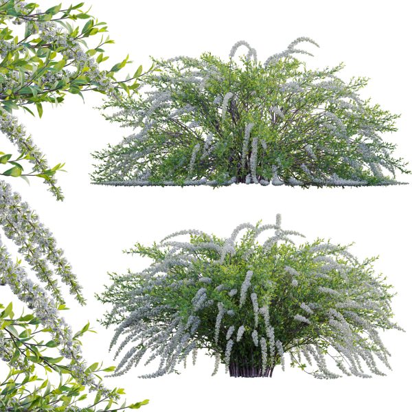 Spiraea Grefsheim - Garland Spiraea 02 (3D Model)