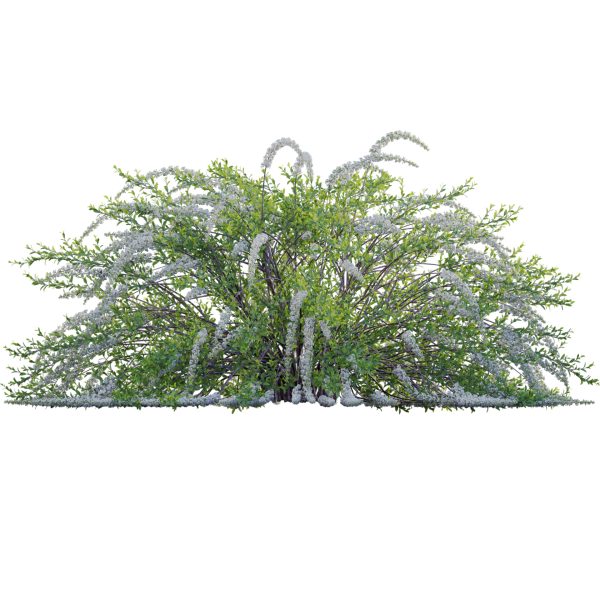 Spiraea Grefsheim - Garland Spiraea 02 (3D Model) - Image 2