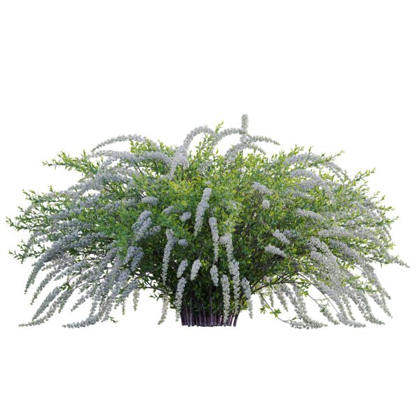 Spiraea Grefsheim - Garland Spiraea 02 (3D Model) - Image 3