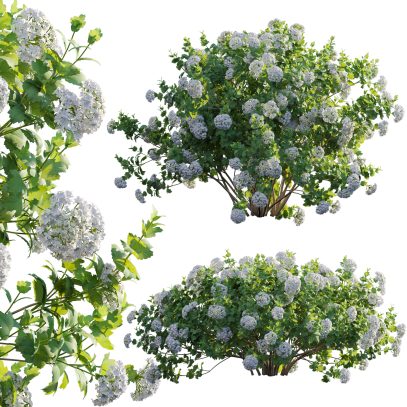 Viburnum opulus Roseum - European Cranberrybush 01 (3D Model)
