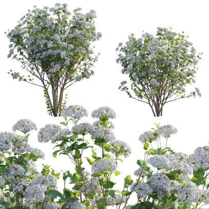 Viburnum opulus Roseum – European Cranberrybush 02 (3D Model)