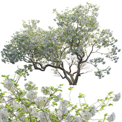 Viburnum opulus Roseum - European Cranberrybush 03 (3D Model)