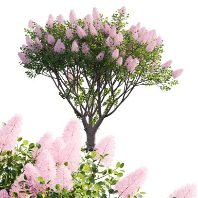 Cotinus coggygria - Smokebush 01 (3D Model)