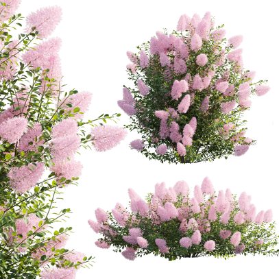 Cotinus coggygria - Smokebush 04 (3D Model)