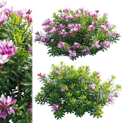 Daphne arbuscula - Shrubby daphne 01 (3D Model)