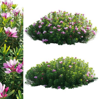 Daphne arbuscula - Shrubby daphne 02 (3D Model)